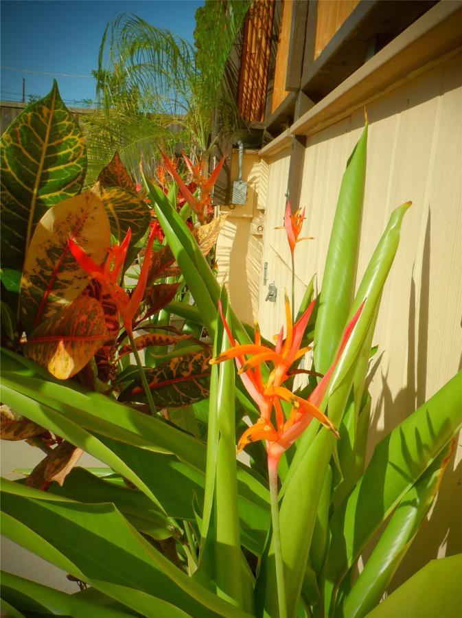 The Guest House Lahaina Buitenkant foto